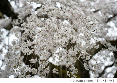 櫻花盛開 129612261