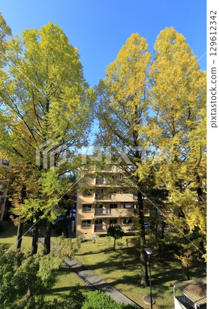 Autumn at UR Senri Aoyamadai Housing Complex 129612342