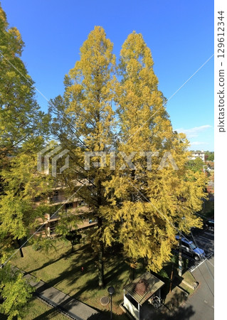 Autumn at UR Senri Aoyamadai Housing Complex Autumn at UR Senri Aoyamadai Housing Complex 129612344