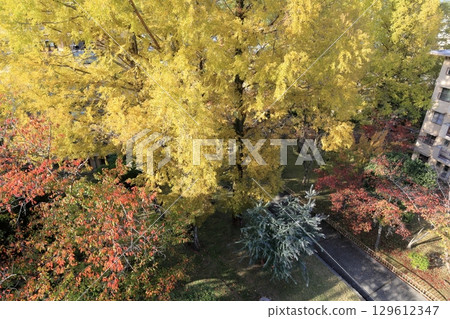 Autumn at UR Senri Aoyamadai Housing Complex 129612347