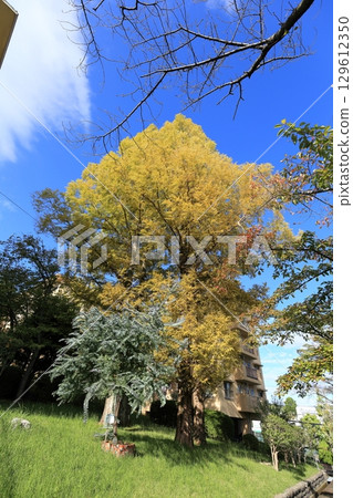 UR千里青山台住宅區的秋天 129612350