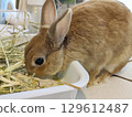 Rabbit eating grass in the bat 129612487