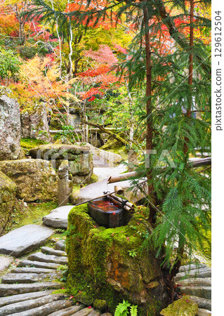 Beautiful autumn leaves and water basin at Hosen-in Temple in Ohara (Sakyo Ward, Kyoto City, Kyoto Prefecture) Beautiful autumn leaves and water basin at Hosen-in Temple in Ohara (Sakyo Ward, Kyoto City, Kyoto Prefecture) 129612504