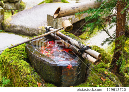 Beautiful autumn leaves at the water basin in Hourakuen, Hosen-in Temple, Ohara (Sakyo Ward, Kyoto City, Kyoto Prefecture) Beautiful autumn leaves at the water basin in Hourakuen, Hosen-in Temple, Ohara (Sakyo Ward, Kyoto City, Kyoto Prefecture) 129612720