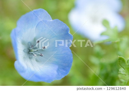 淺藍色Nemophila花 淺藍色Nemophila花 129612840