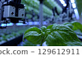 Innovative technology enhances sustainable agriculture as a robotic arm monitors basil plants, optimizing growth and yield in a controlled environment 129612911