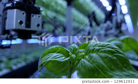 Innovative technology enhances sustainable agriculture as a robotic arm monitors basil plants, optimizing growth and yield in a controlled environment Innovative technology enhances sustainable agriculture as a robotic arm monitors basil plants, optimizing growth and yield in a controlled environment 129612911