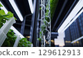 Water flows down a transparent pipe, irrigating rows of leafy greens in a vertical hydroponic farm, with urban skyscrapers visible in the background 129612913