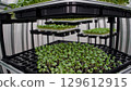 Rotating vertical farm shelves displaying vibrant microgreens growing under precise environmental conditions within innovative indoor agricultural technology 129612915