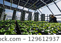 Professional greenhouse expert carefully nurturing small plants within rooftop solar powered urban farming facility, demonstrating sustainable agricultural innovation and green technology 129612937