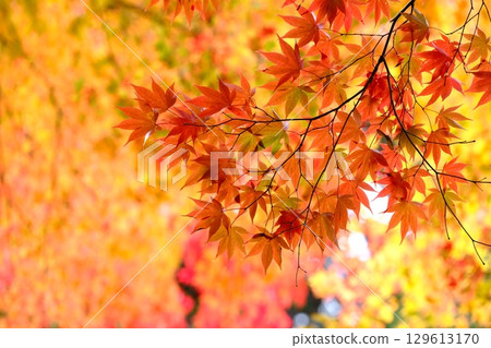 橙色秋葉的形象 129613170