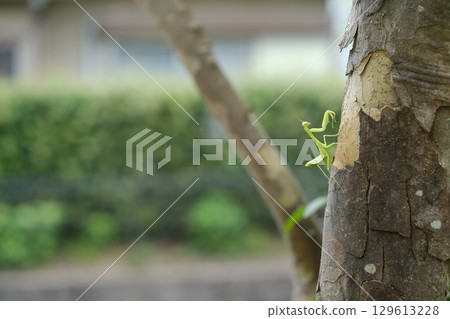 A praying mantis perched on a tree in a residential area waiting for prey 129613228
