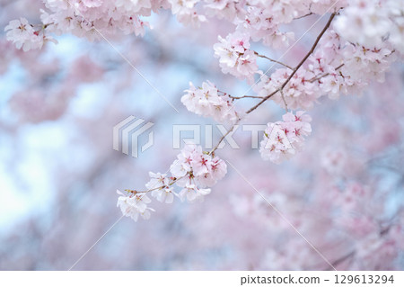 Pale pink cherry blossoms 129613294