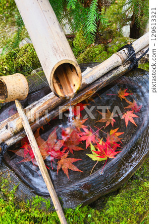 Beautiful autumn leaves at the water basin in Hourakuen, Hosen-in Temple, Ohara (Sakyo Ward, Kyoto City, Kyoto Prefecture) 129613321