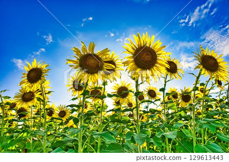 Sunflower in the Zama 129613443