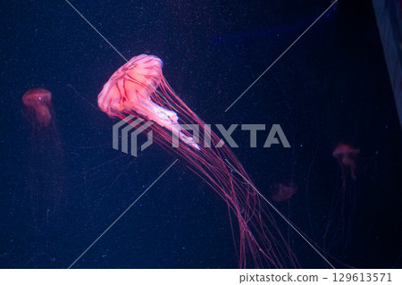 Jellyfish lit up 129613571