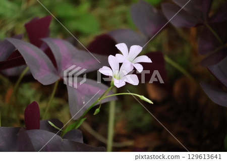 兩朵盛開的酢漿草花的特寫鏡頭，紫色的葉子和淡粉紅色的花瓣 129613641