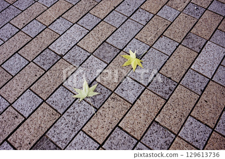 Maple leaves fallen on the sidewalk Maple leaves fallen on the sidewalk 129613736