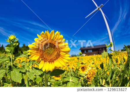 發光在藍天的向日葵 129613827