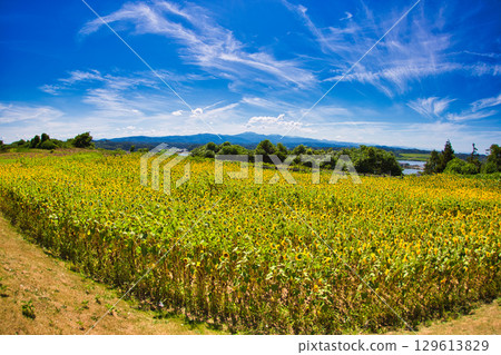 Sunflower shining in the blue sky 129613829