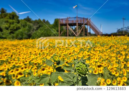 Sunflower shining in the blue sky Sunflower shining in the blue sky 129613883