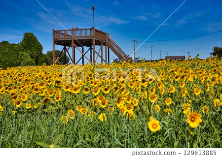 Sunflower shining in the blue sky 129613885