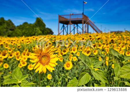 Sunflower shining in the blue sky 129613886
