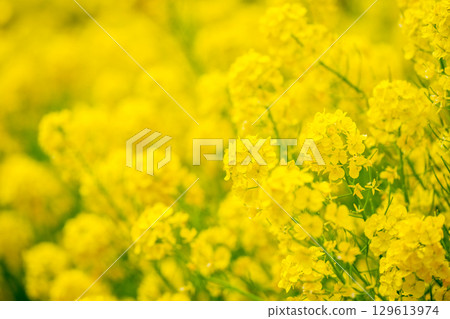 春天黃色的油菜花開 129613974