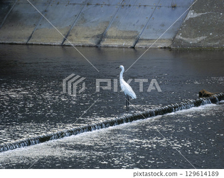 An intermediate egret standing on a dam on the Inagawa River 129614189