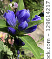 紫色龍膽花 129614217