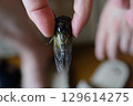 小孩手指抓蟬 129614275