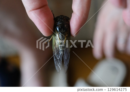 A child's finger catching a cicada 129614275