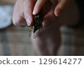 孩子的手展示他抓到的一隻蟬 129614277