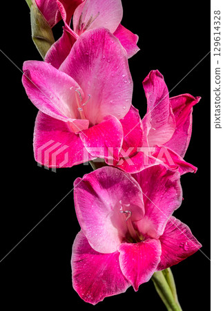 Vibrant pink gladiolus flower with white edges against a black background Vibrant pink gladiolus flower with white edges against a black background 129614328