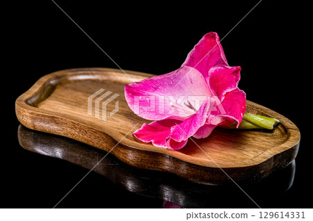 A vibrant pink gladiolus flower on a wooden tray A vibrant pink gladiolus flower on a wooden tray 129614331