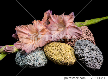 Dusky pink gladiolus blossoms on porous volcanic rocks against black Dusky pink gladiolus blossoms on porous volcanic rocks against black 129614341