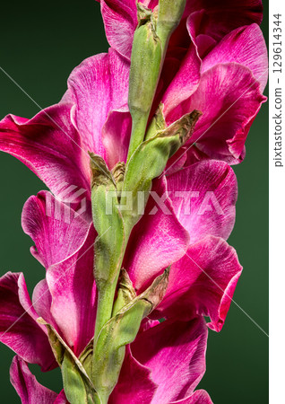 Vibrant close-up of a pink gladiolus flower against a green background 129614344