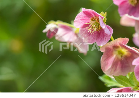 Christmas rose flower close-up 129614347