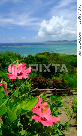 Hibiscus flowerbed at Tamatori Cape Observatory Hibiscus flowerbed at Tamatori Cape Observatory 129614359