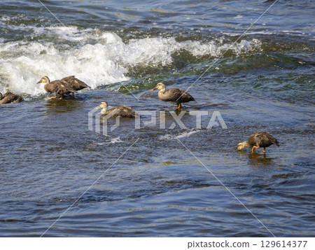 斑嘴鴨幼崽走下堰 129614377