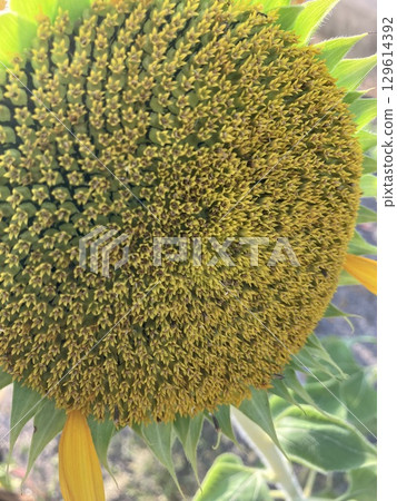 大向日葵的特寫照片 129614392