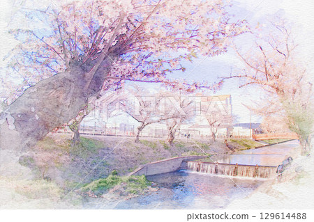 [Aichi Prefecture] A watercolor painting of the cherry blossom trees along the Gojo River in Oguchicho, Niwa County 129614488