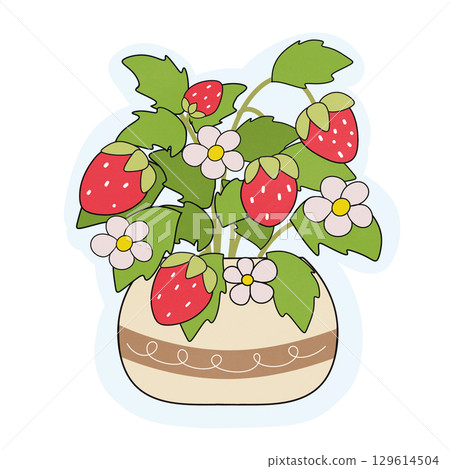 strawberry in the pot strawberry in the pot 129614504