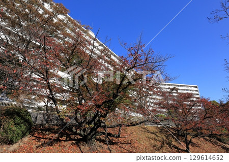 UR Senri Aoyamadai Housing Complex Building 74 Autumn 129614652