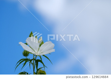Rose of Sharon flowers, blue sky and white clouds 129614664
