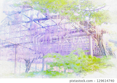 [Aichi Prefecture] Watercolor of the wisteria trellis at Tennogawa Park in Tsushima City 129614740