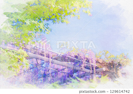 [Aichi Prefecture] Watercolor of the wisteria trellis at Tennogawa Park in Tsushima City 129614742