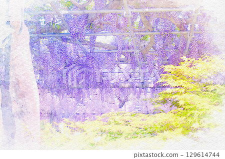 [Aichi Prefecture] Watercolor of the wisteria trellis at Tennogawa Park in Tsushima City 129614744