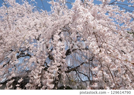 Weeping cherry blossoms at Honmanji Temple in Kyoto 129614790