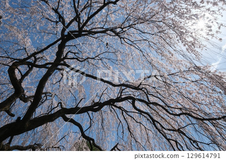Weeping cherry blossoms at Honmanji Temple in Kyoto Weeping cherry blossoms at Honmanji Temple in Kyoto 129614791